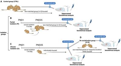 Long-term social isolation stress exacerbates sex-specific neurodegeneration markers in a natural model of Alzheimer’s disease